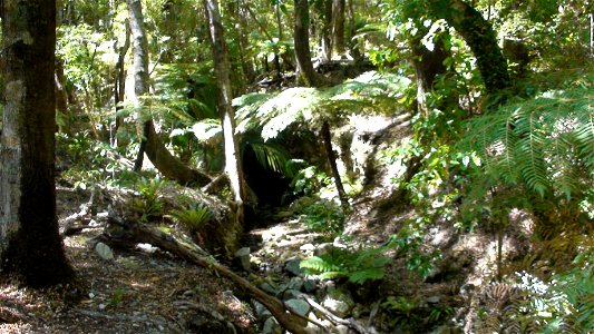 Fern forest