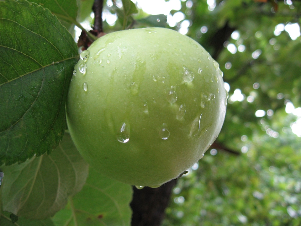 A Green Apple Growing On A Tree