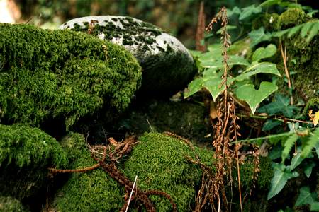 Musgos perennes - Perennial mosses photo