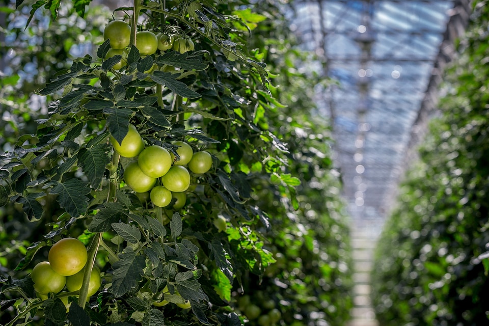 Tomatoes ripening in a greenhouse