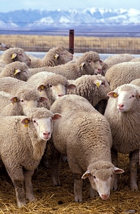 Livestock farm, herd of sheep photo