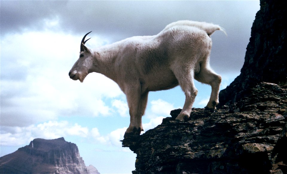 Goat on Mt. Reynolds