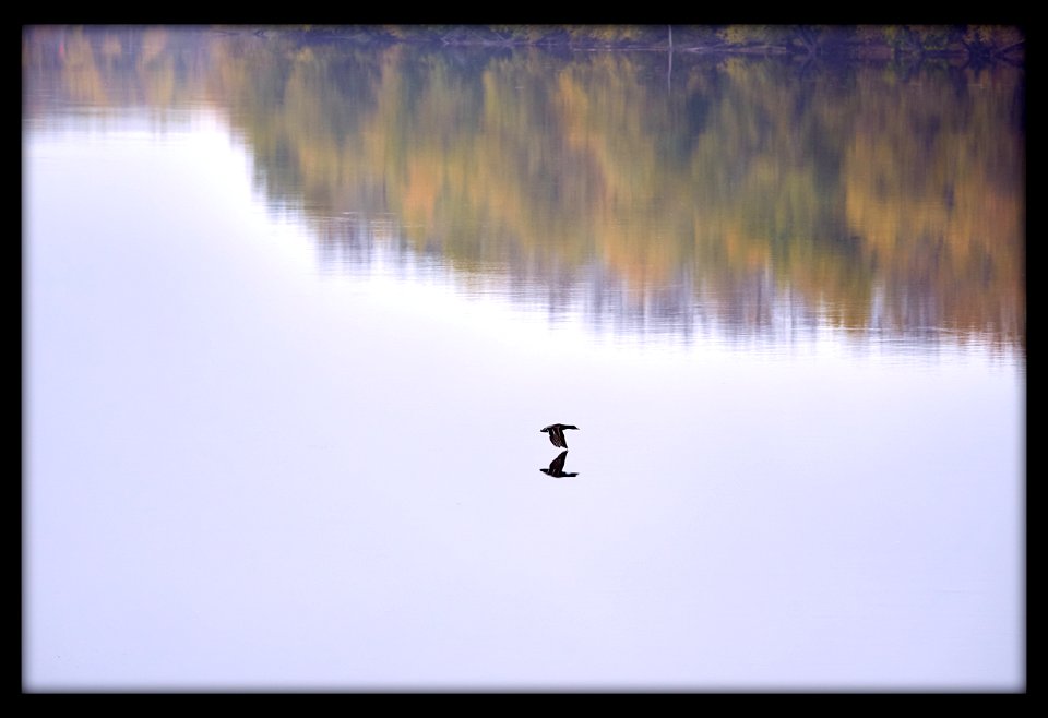 mallard on the go