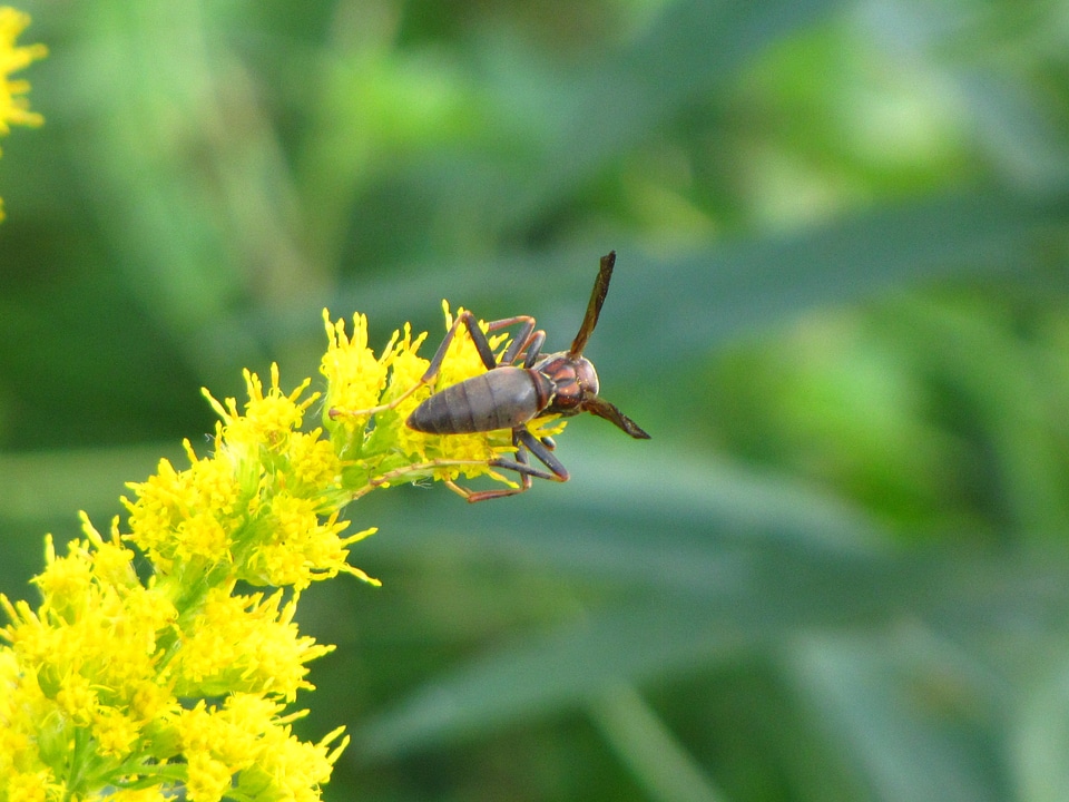 wasp