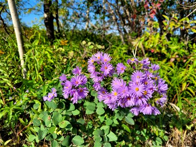 Smooth Aster photo