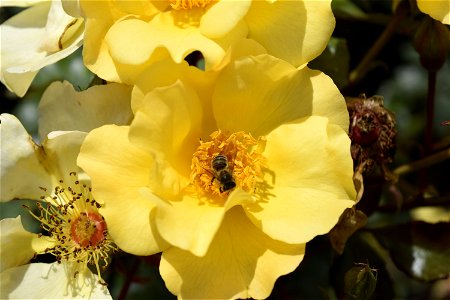 Abeja