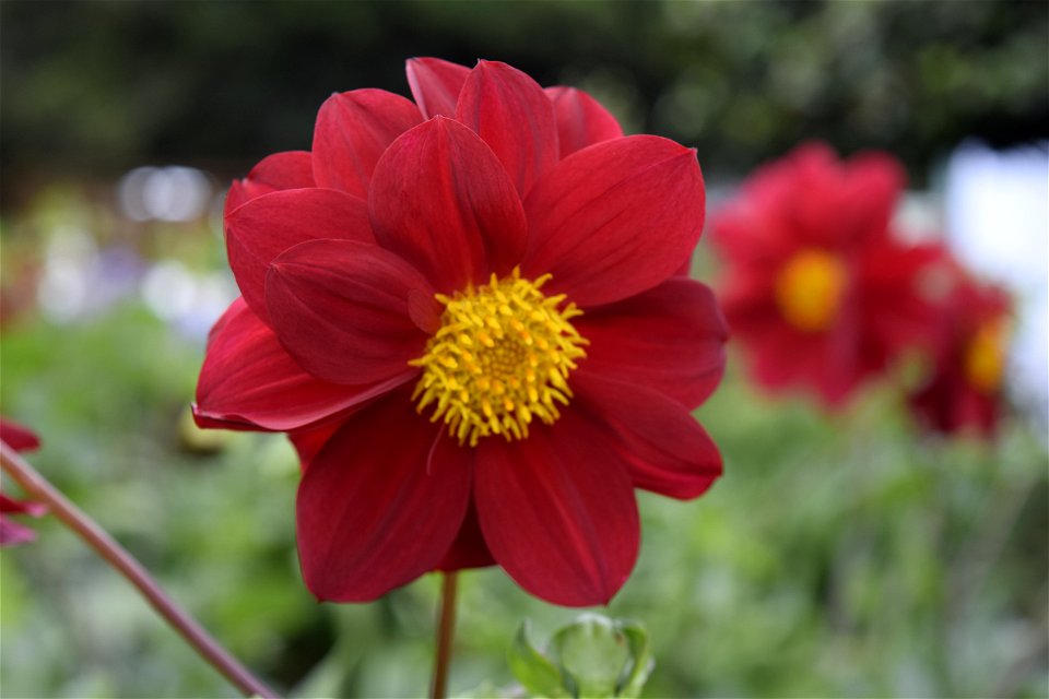 Flor Roja