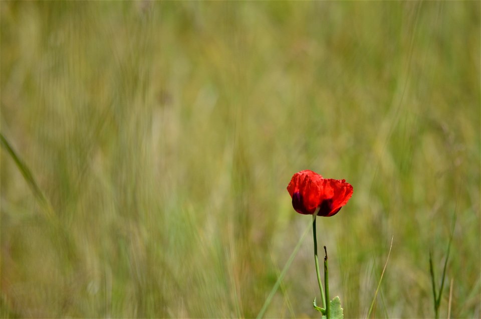 lone poppy