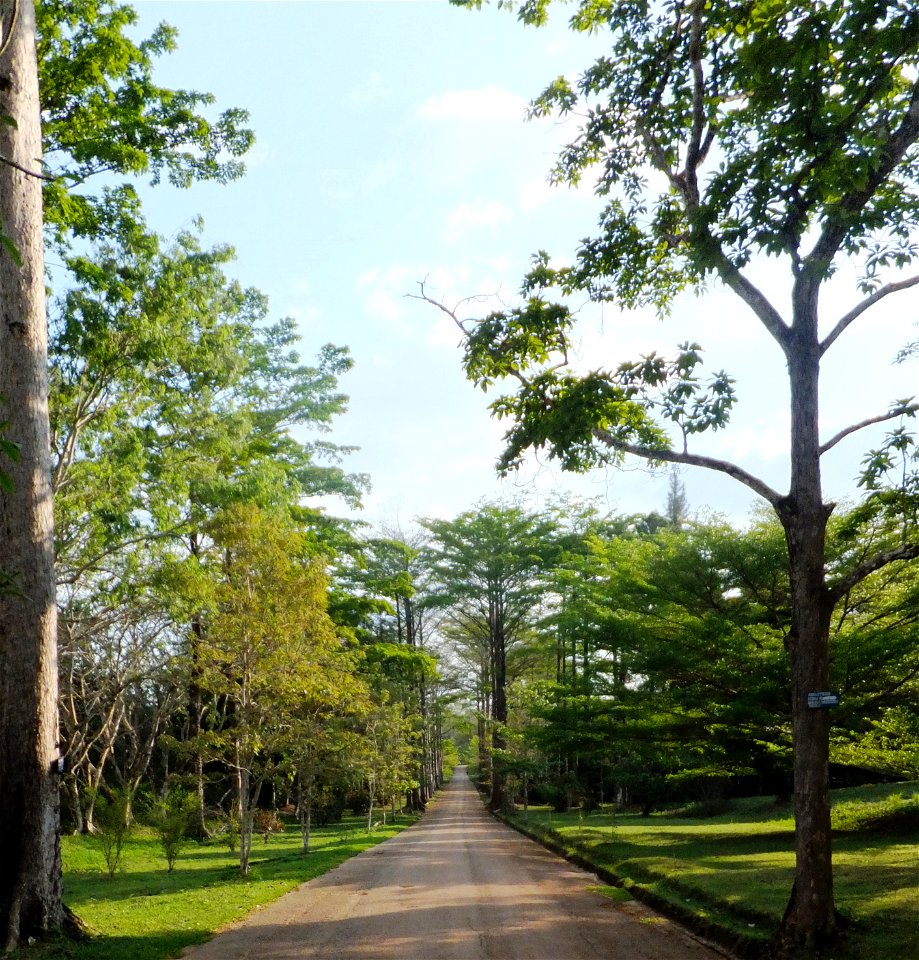Jardin du père Gillet à Kisantu