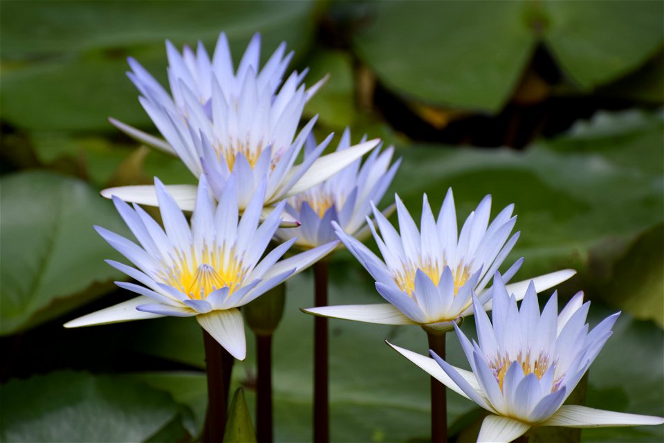 Flores