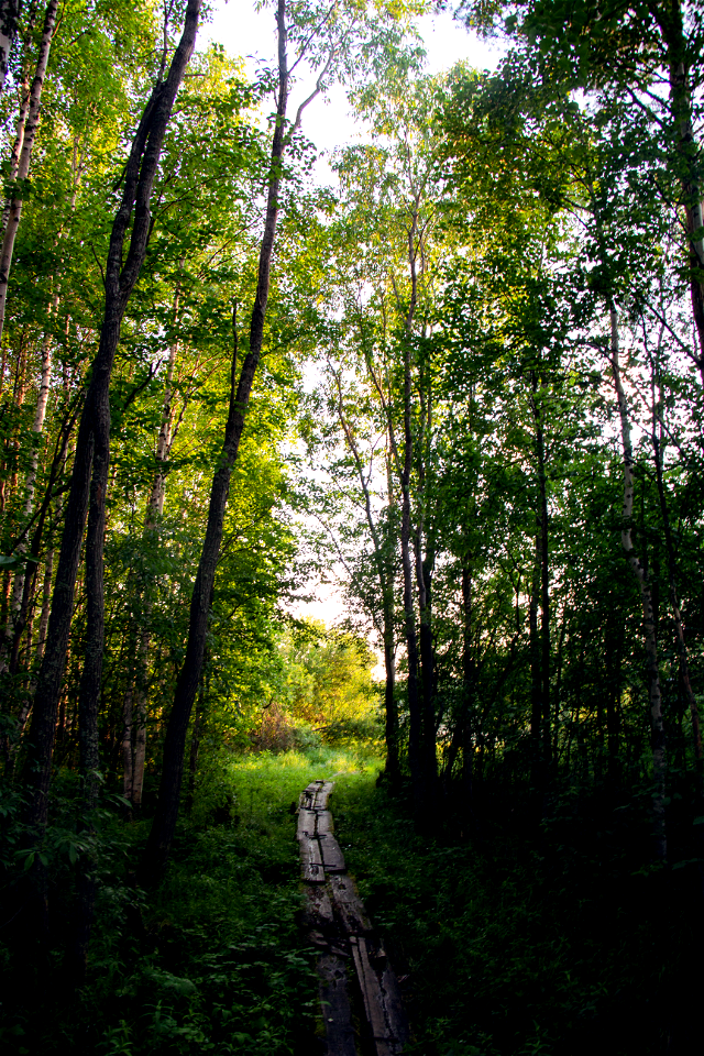 Лес / Forest