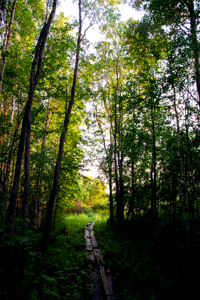 Лес / Forest photo