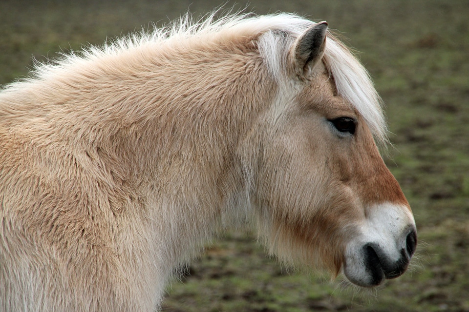 Animal ride meadow
