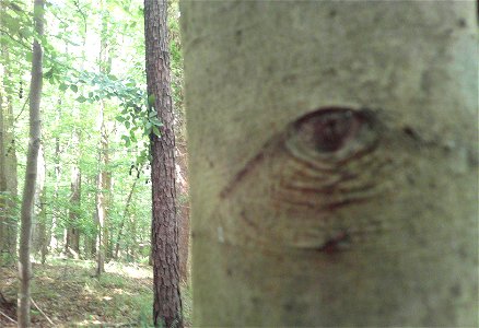 The Watcher