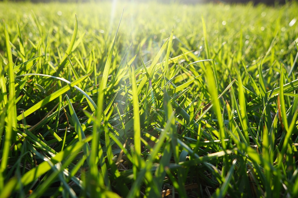 Green floral background with bunch of grass