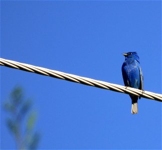 Brilliant Indigo Bunting on a wire surrounded by blue sky