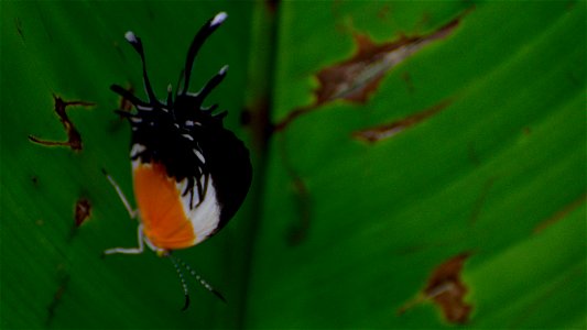 Mariposa Alas de Araña