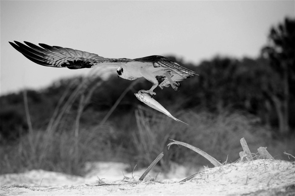 ABC_2363bw