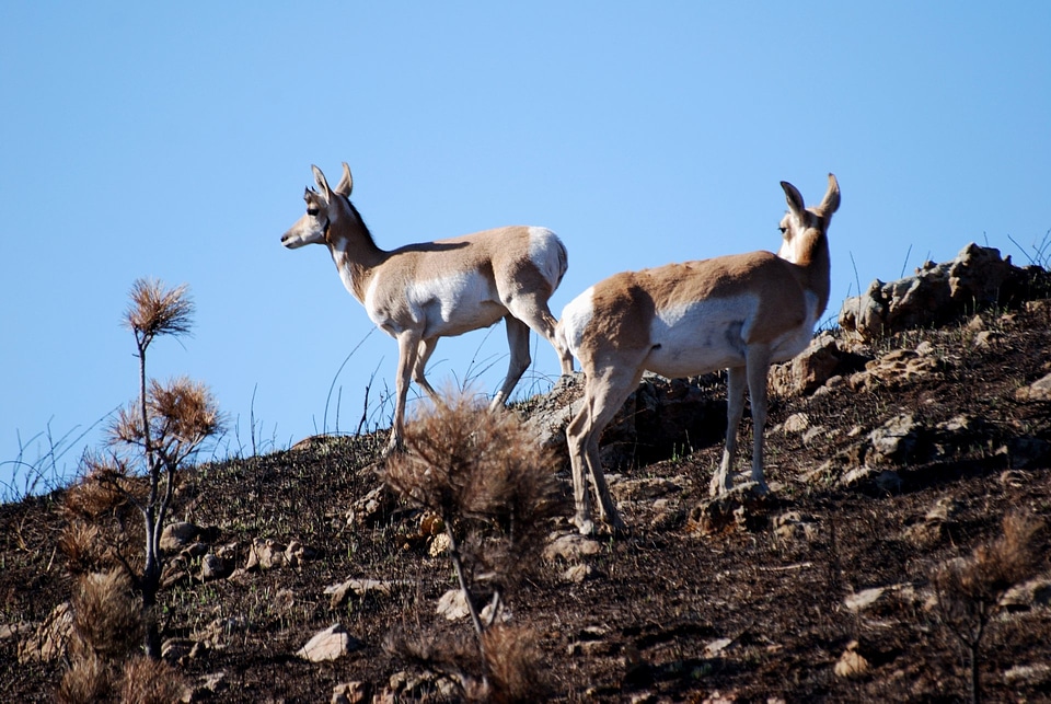 Montana Pronghorn Antelope Buck