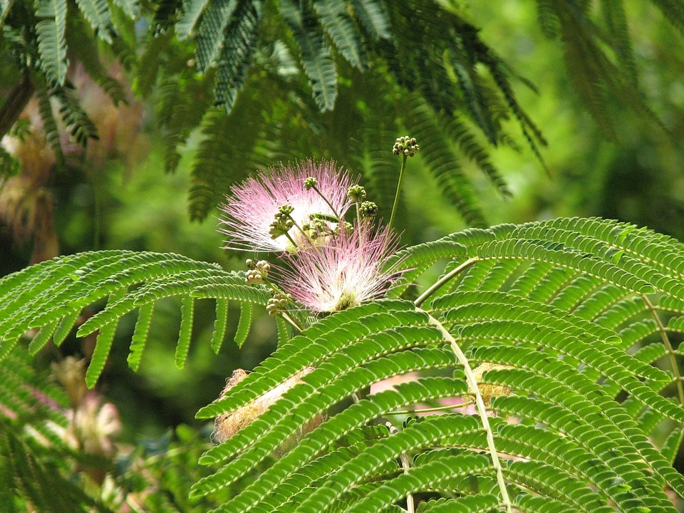 Spring plant blossom