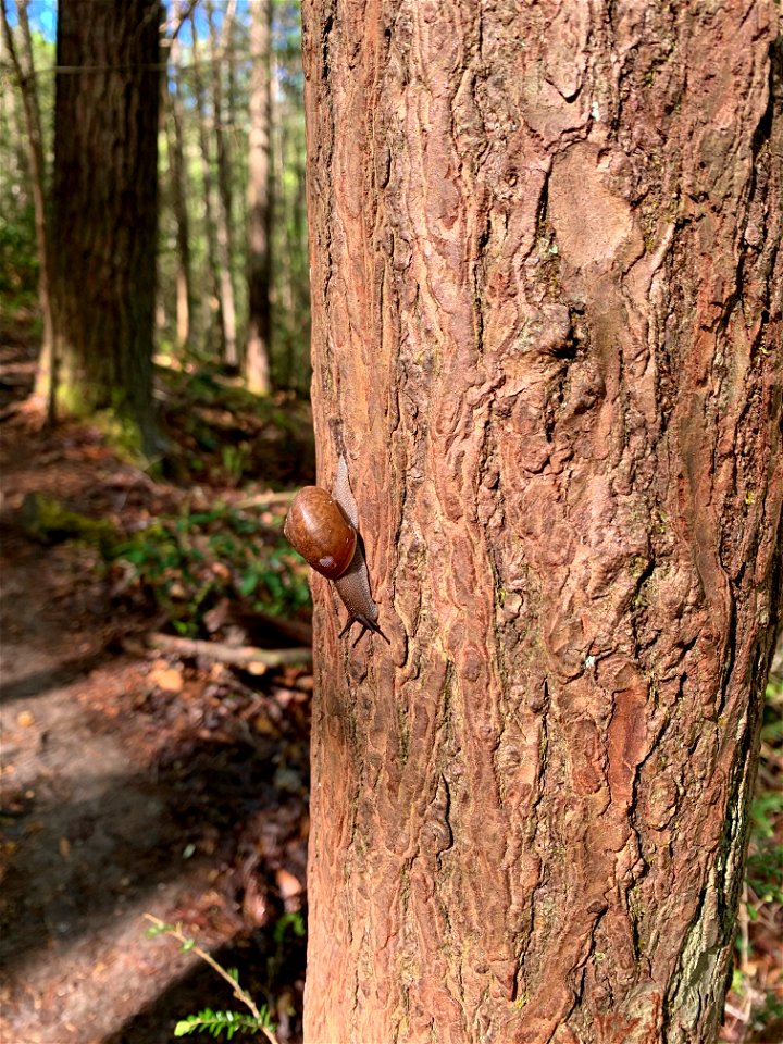 Snail On Tree, South Carolina Public Domain
