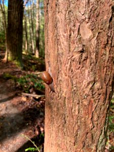 Snail On Tree, South Carolina Public Domain