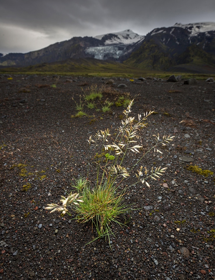 Iceland wildflowers