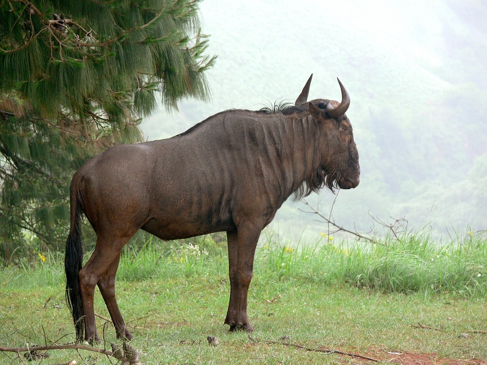 The wildebeests in the Crater Ngorongoro National Park