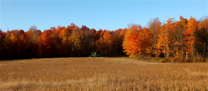 Champ de soya en automne