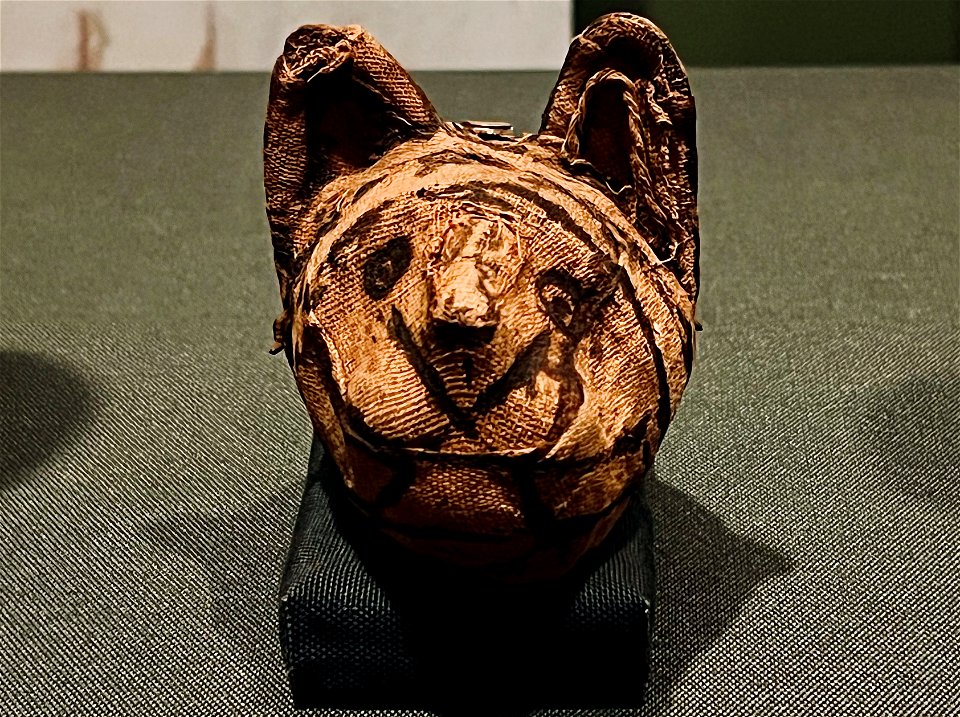 Mummified cat's head