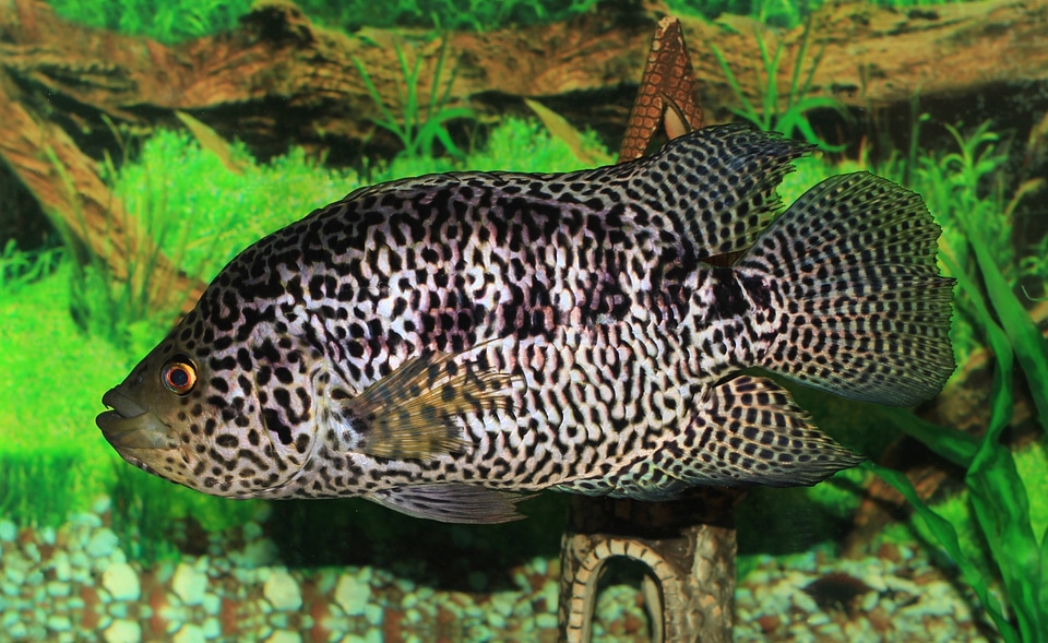 an adult jaguar cichlid, Cichlasoma managuense