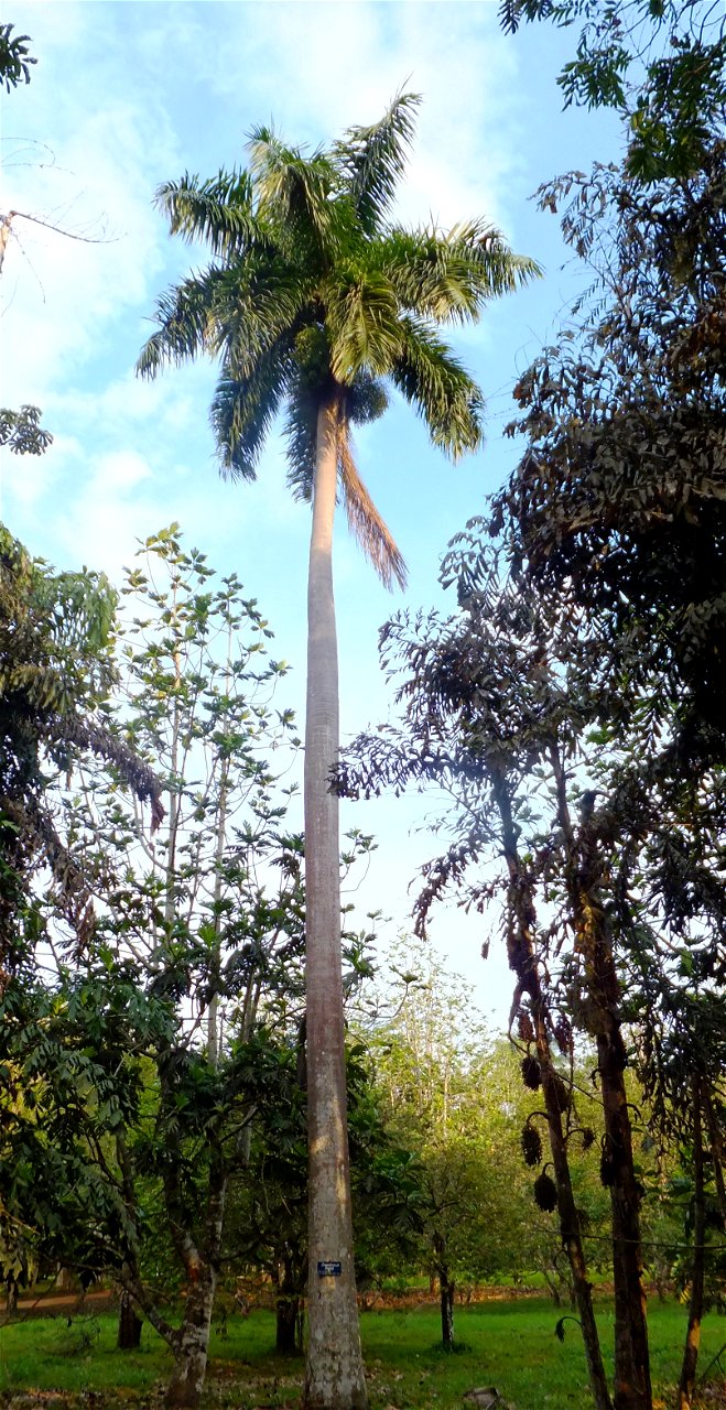 Jardin du père Gillet à Kisantu