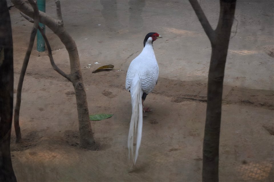 Lophura nycthemera - Male
