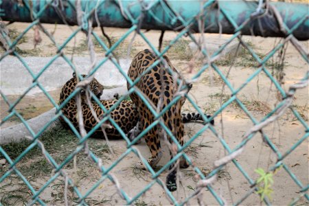 Panthera onca