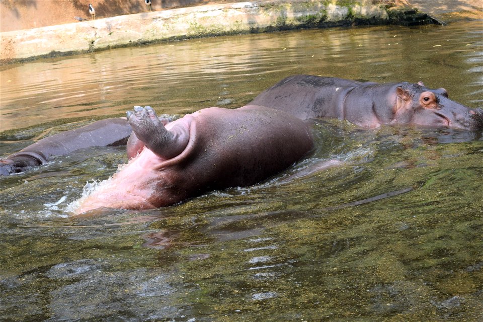 Hippopotamus amphibius