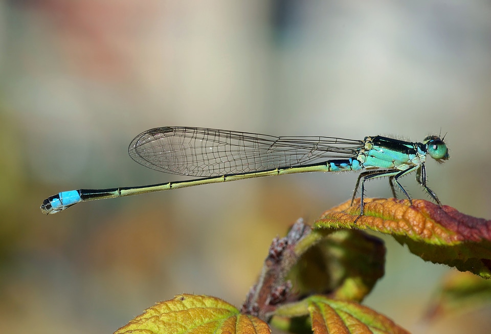 Blue Tailed Damselfly photo