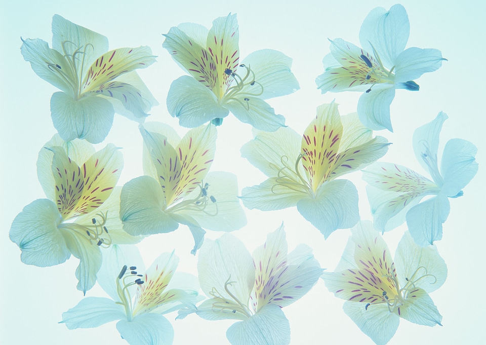 Rhododendron petals on a blue background