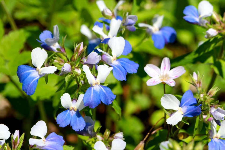 Blue-Eyed Mary (Collinsia verna)
