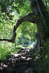 Craggy Gardens Appalachian Hiking Trail photo