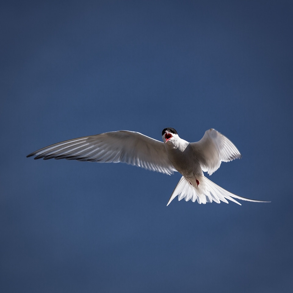 Iceland Gull flying across the sky