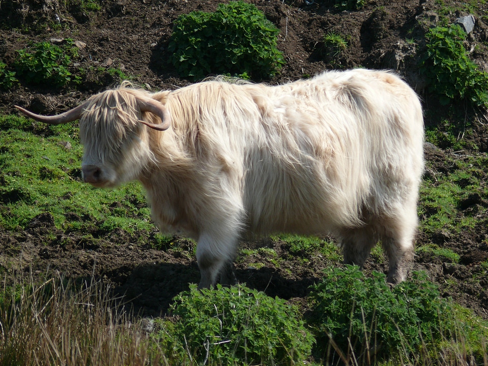 Cows highland beef photo