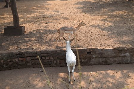 Antilope cervicapra - Male