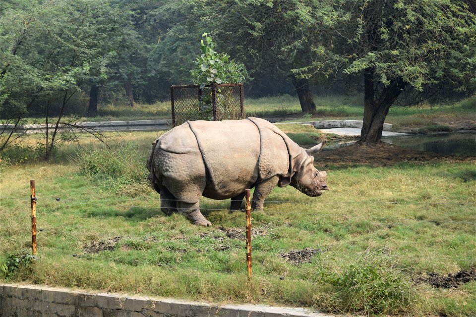 Rhinoceros unicornis