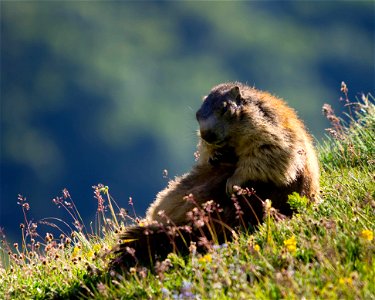 Marmotte - Parc de la Vanoise