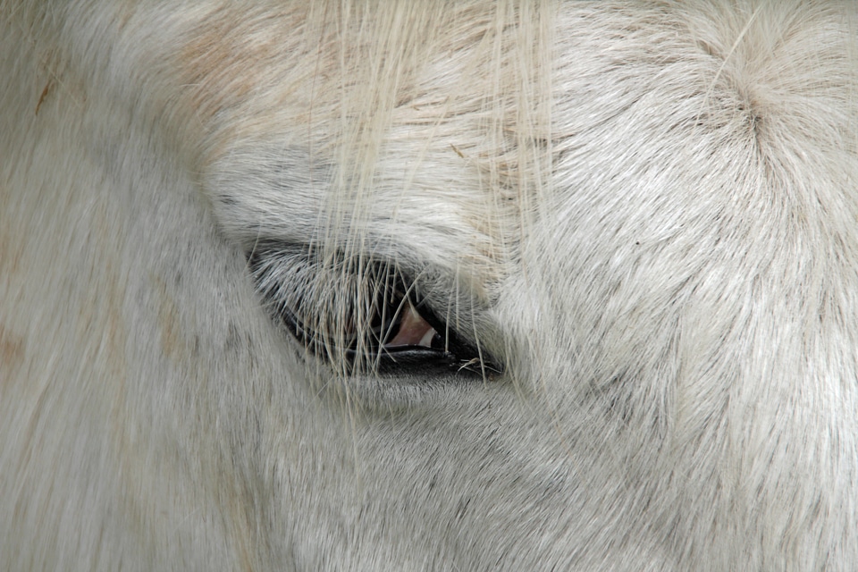 Animal ride meadow