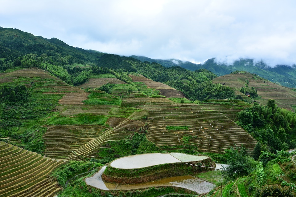 terrace rice fields, Bali, Indonesia