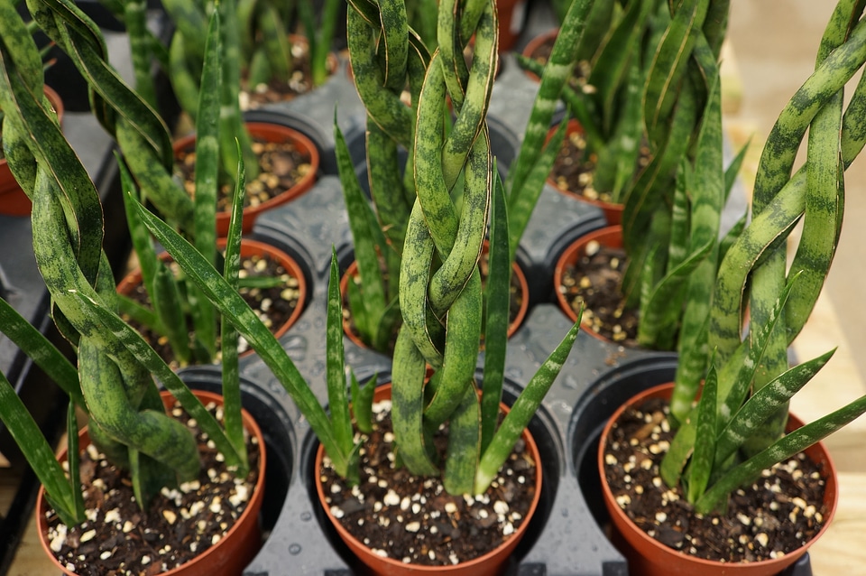 Potted snake plants - Sansevieria trifasciata