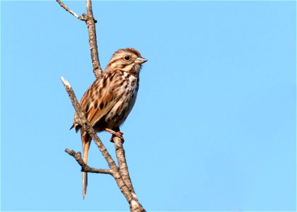 Song Sparrow photo