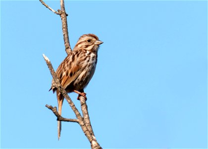 Song Sparrow