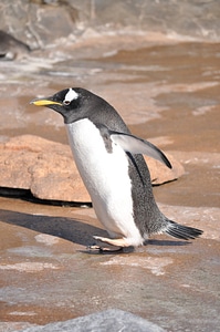 Gentoo Penguin (Pygoscelis papua) photo